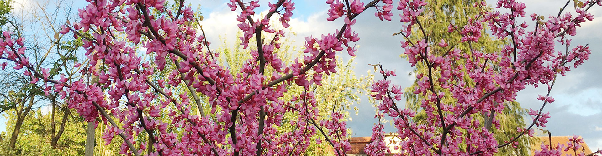 NEUE MUSIK IM FLÄMING